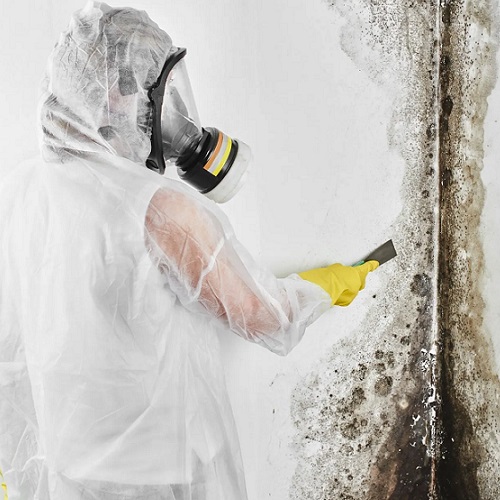 Mould Removal Bayswater